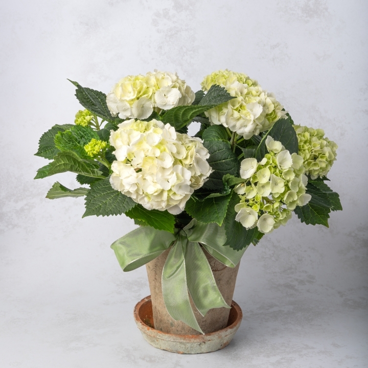 Potted White Hydrangea Plant
