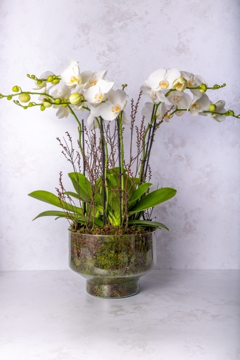 Luxurious Orchid Bowl