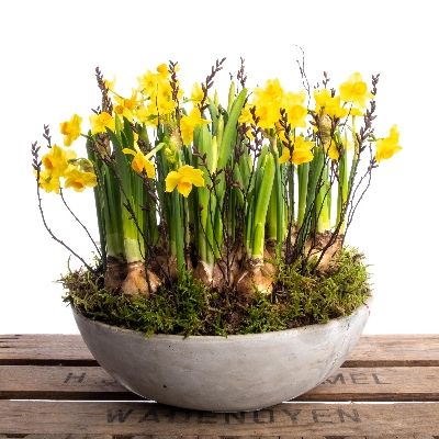 Spring Sunshine Planter
