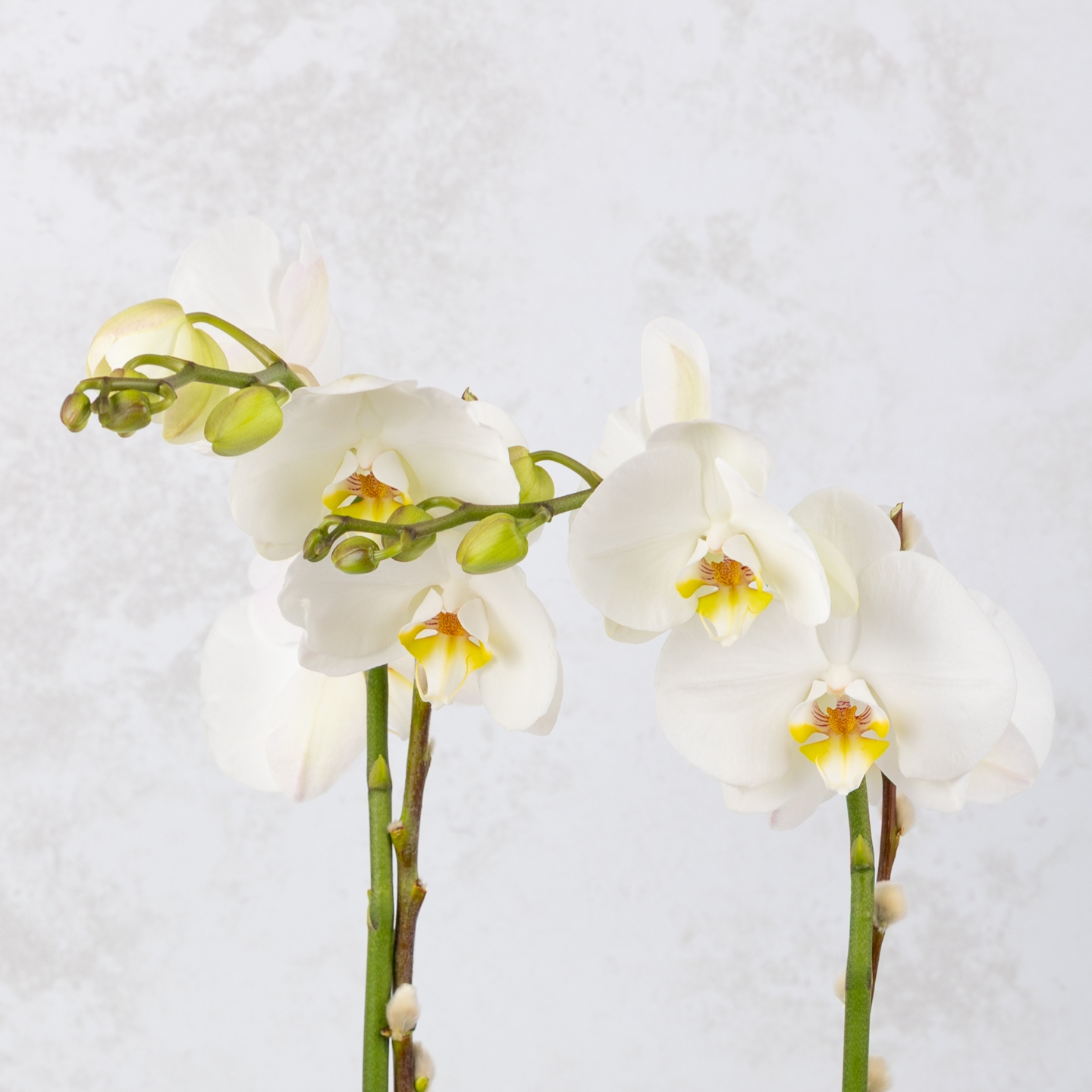 Christmas Orchid Cube