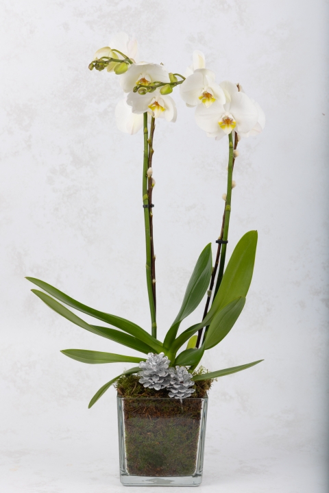 Christmas Orchid Cube