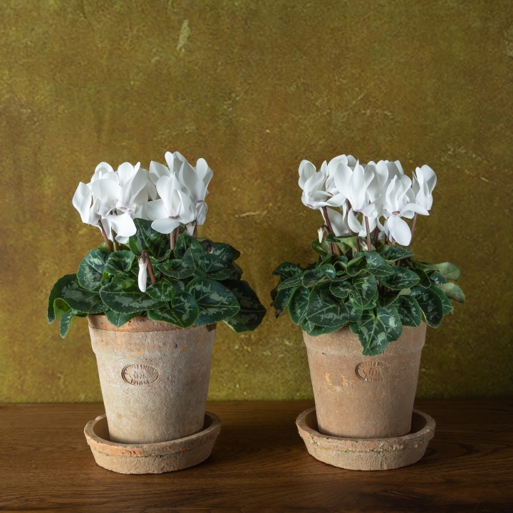 Cyclamen Duo