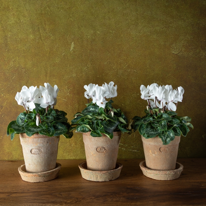 Cyclamen Trio