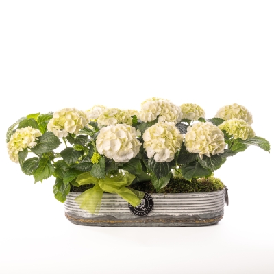 Hydrangea Planter