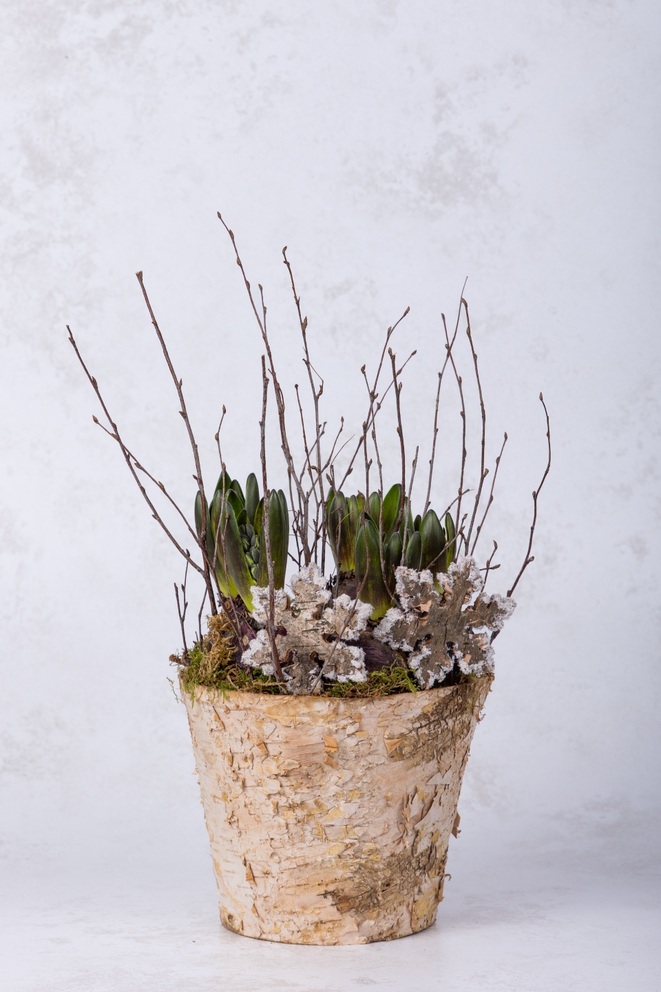 Potted Hyacinths Blue