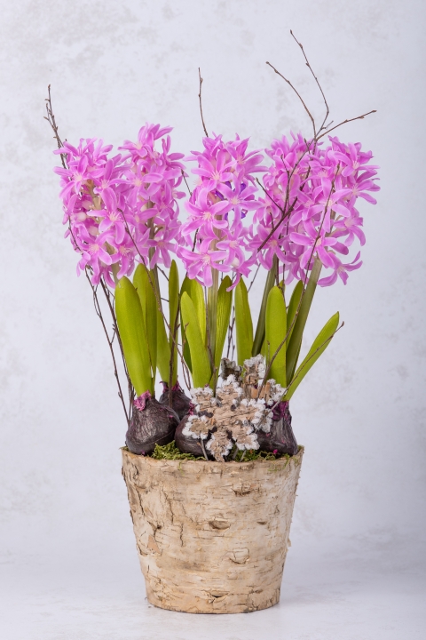 Potted Hyacinths Pink