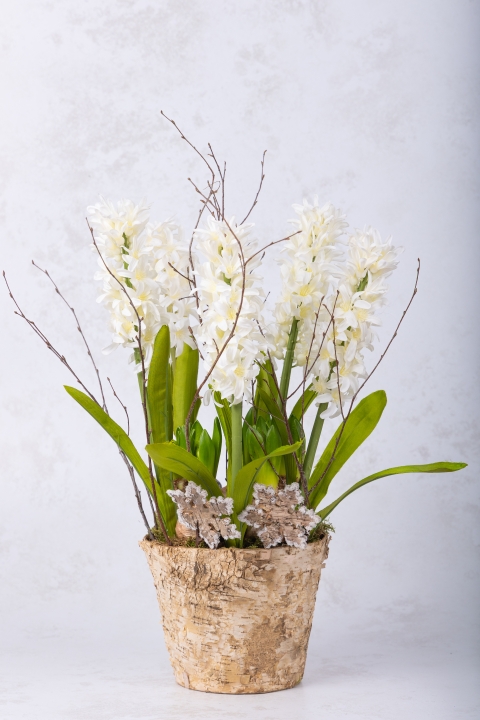 Potted Hyacinths White