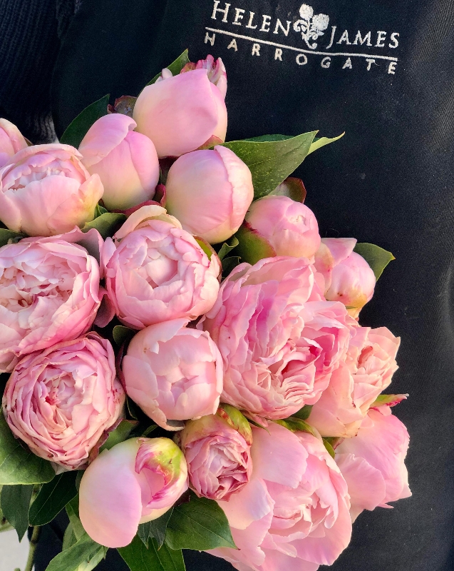 Everyday Peonies.