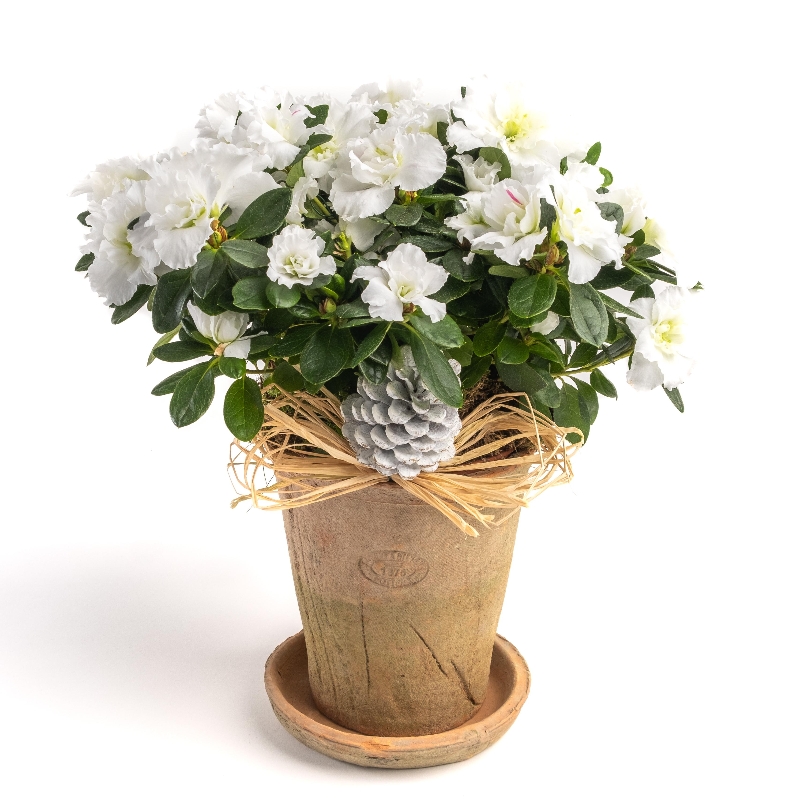 Potted Azalea