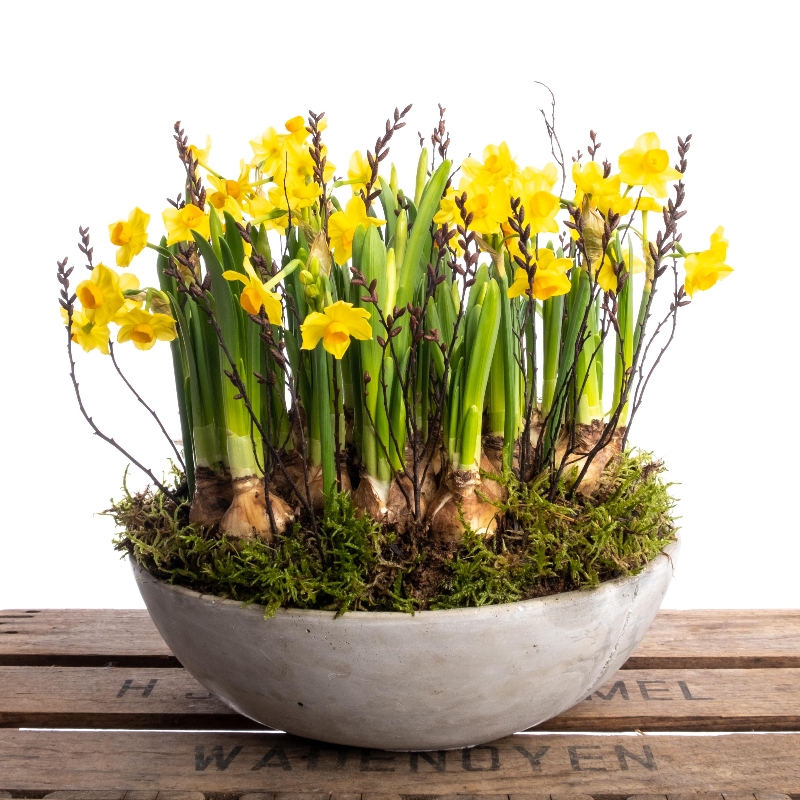 Spring Sunshine Planter
