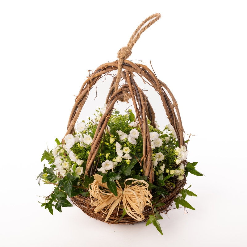 Campanula Basket