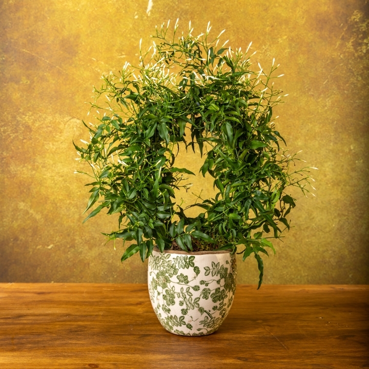 Jasmine Plant   Decorative Pot