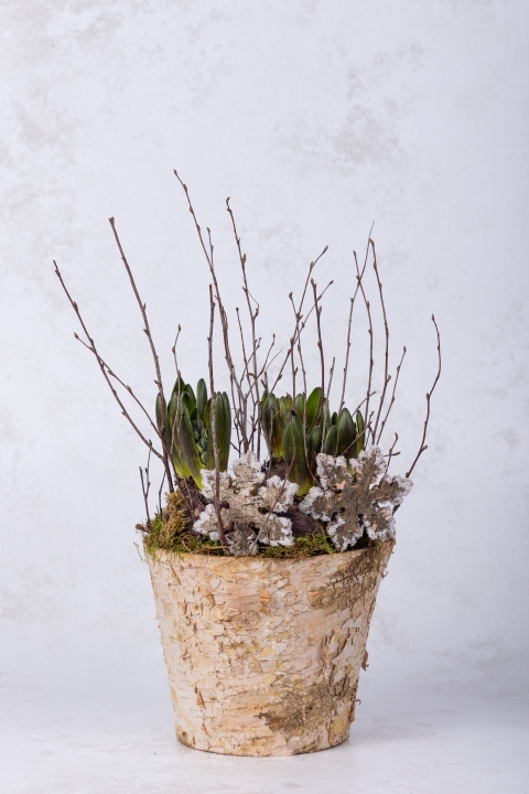 Potted Hyacinths Blue