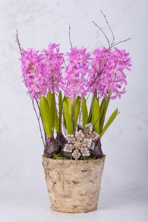 Potted Hyacinths Pink