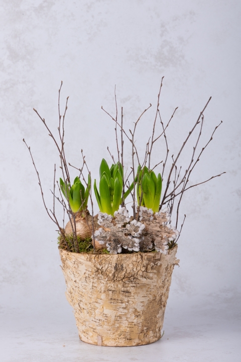 Potted Hyacinths White