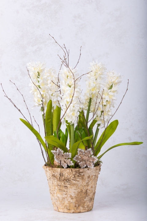 Potted Hyacinths White