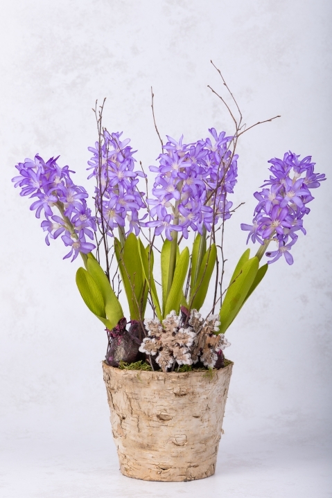 Potted Hyacinths Blue