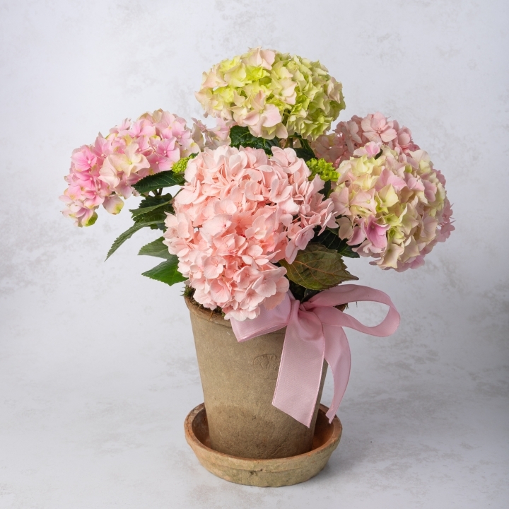Potted Pink Hydrangea Plant